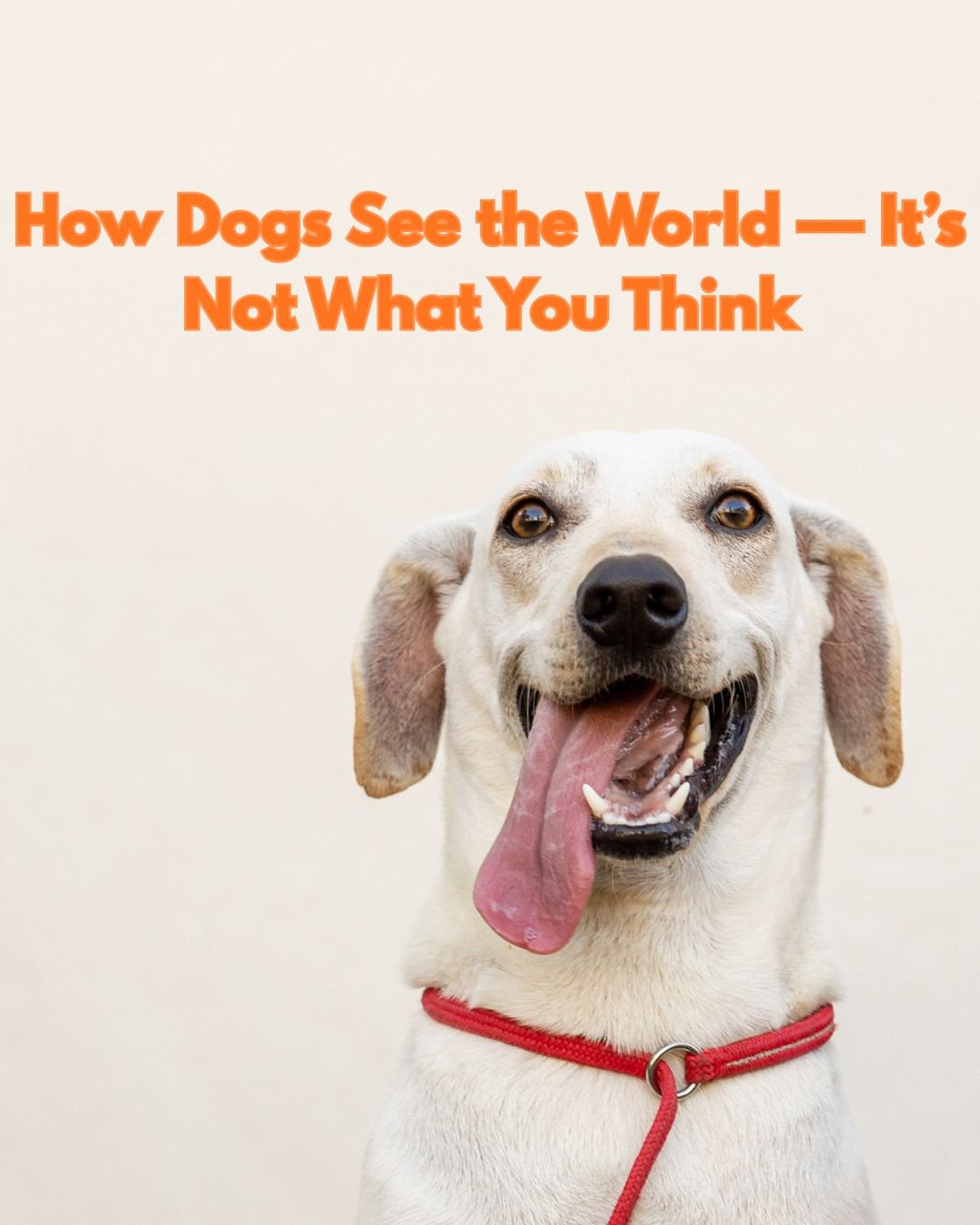 “Dogs Vision on the World Is Different from Yours ?”