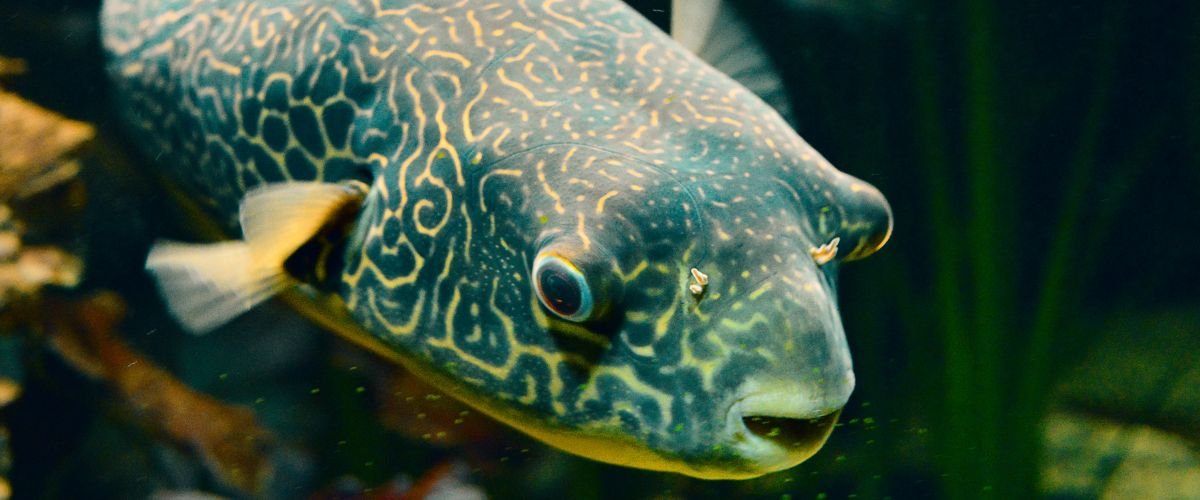 Top 5 Smartest Fish in the World You Won’t Believe Exist
