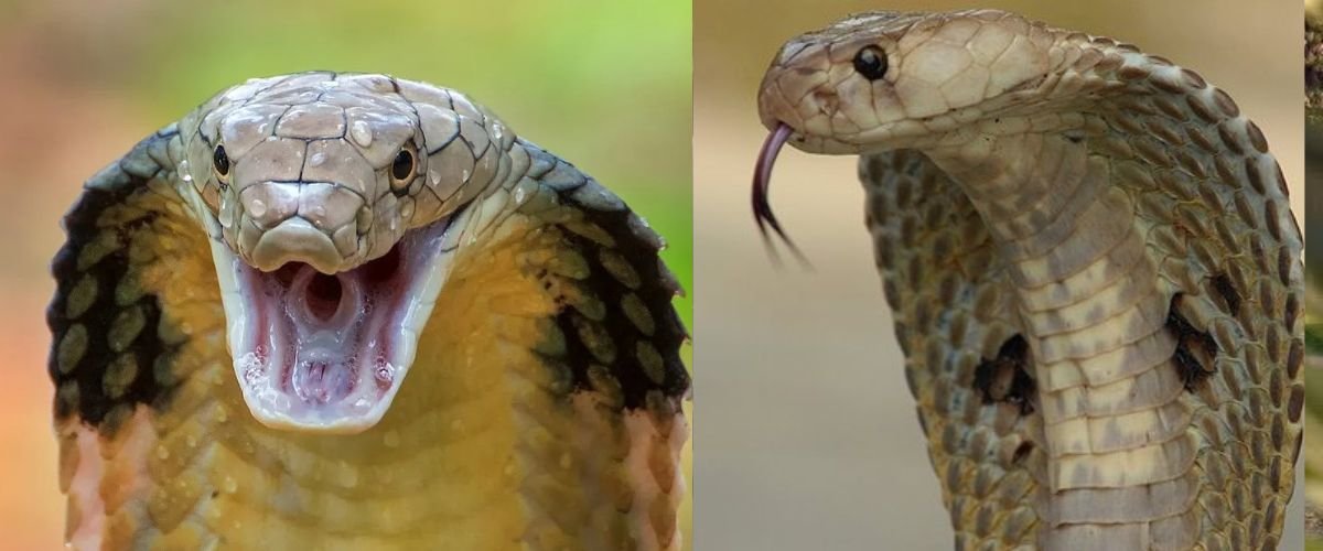 King Cobra vs Common Cobra: 7 Differences That Will Shock You