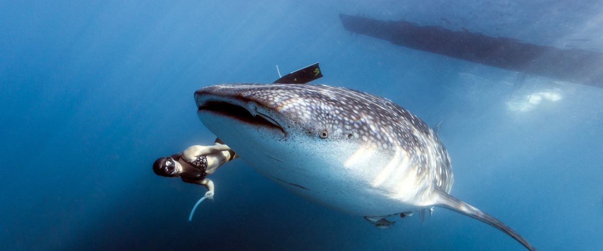 Think All Sharks Are Dangerous? Meet These 6 Safe Ones
