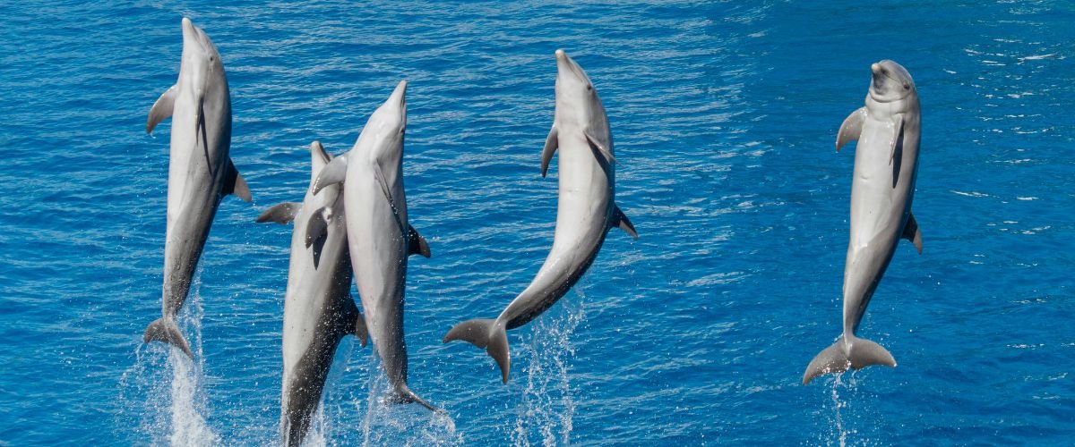 6 Animals That Sleep in the Weirdest Ways You Won’t Believe