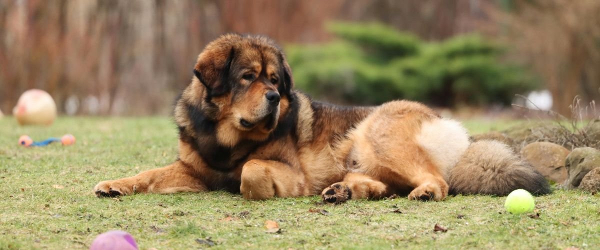 Best Guard Dogs for Home Security: Strong, Smart & Loyal